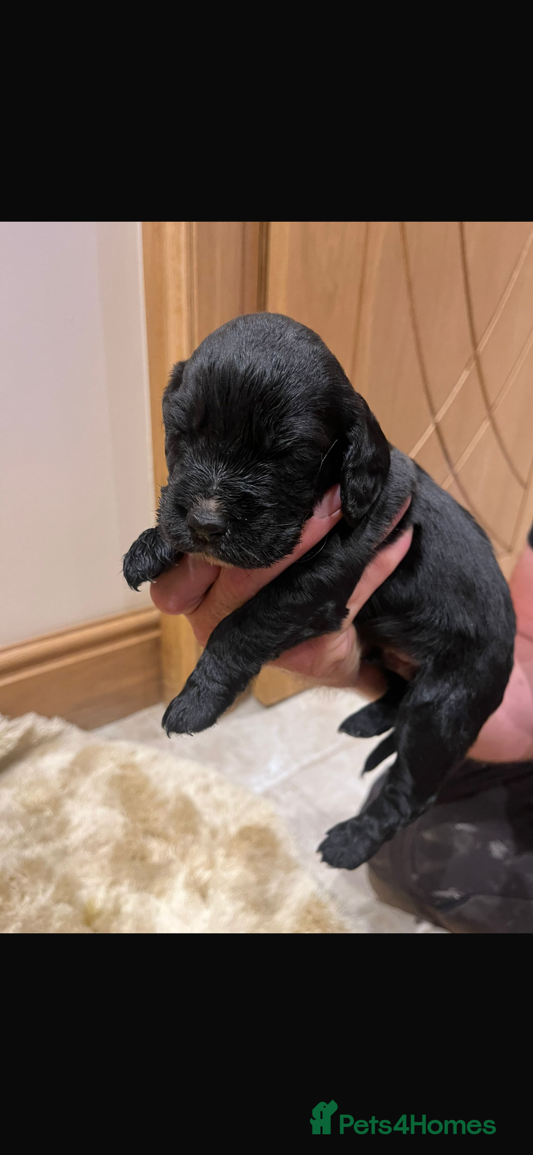 Cocker Spaniel dogs for sale: Pure bred, Cocker spaniels - Image 22