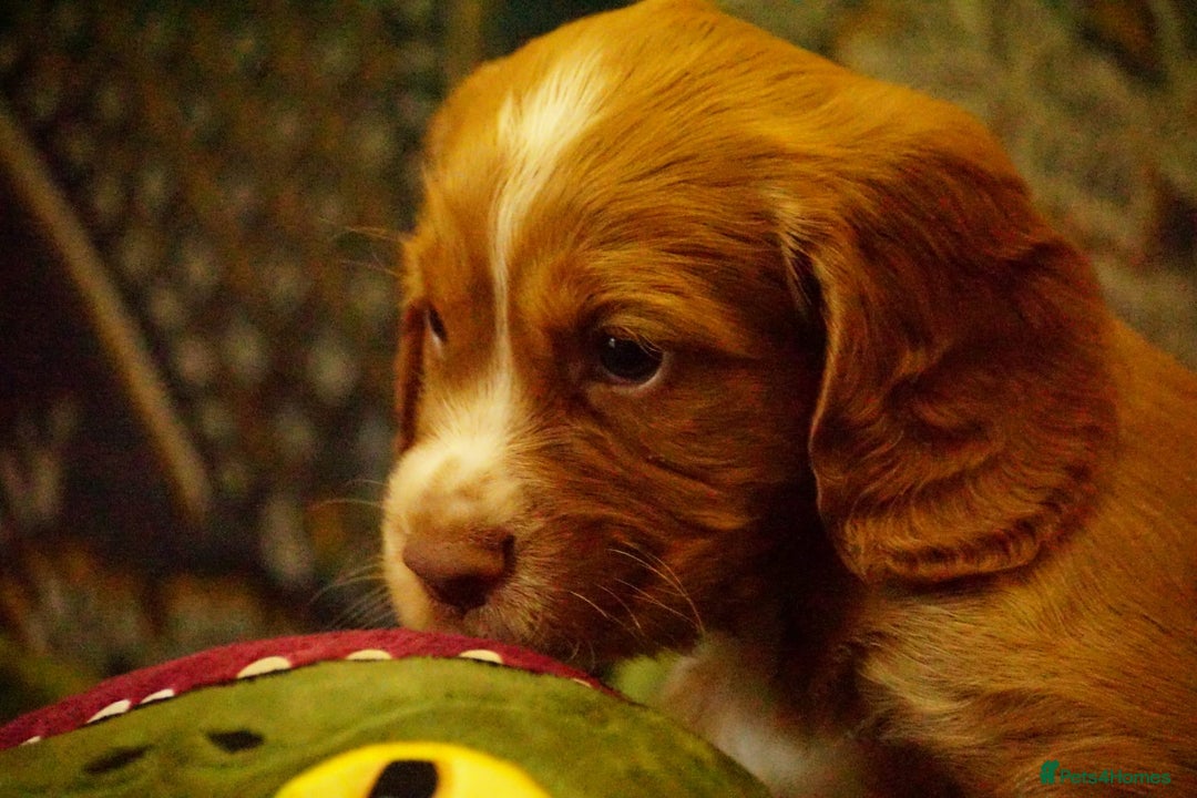 Cocker Spaniel dogs for sale: Working cocker spaniels  - Image 5
