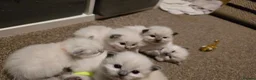 Ragdoll cats for sale: Affectionate Ragdoll Kittens Health-Tested Line - Advert 21