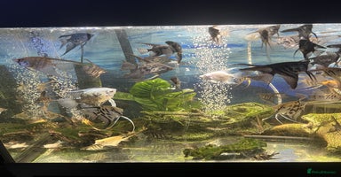 Angelfish fish - Advert 7