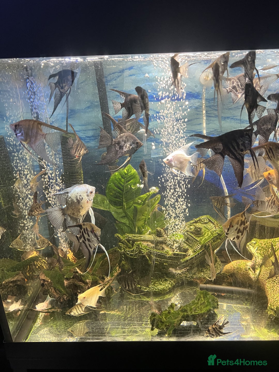 Angelfish fish for sale: Young Angel Fish - Image 3