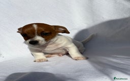 Jack Russell dogs for sale: Jack Russell puppies  - Image 12