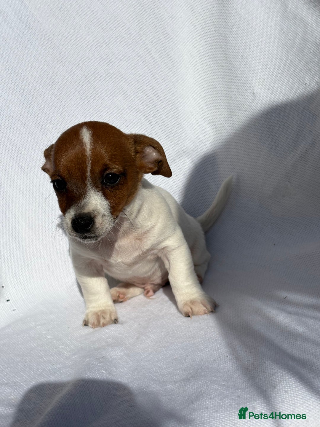 Jack Russell dogs for sale: Jack Russell puppies  - Image 12