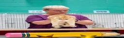 Scottish Fold cats for sale: Beautiful show quality scottish fold boys - Advert 13