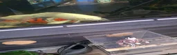 Koi Carp fish for sale: Koi carp - Advert 3