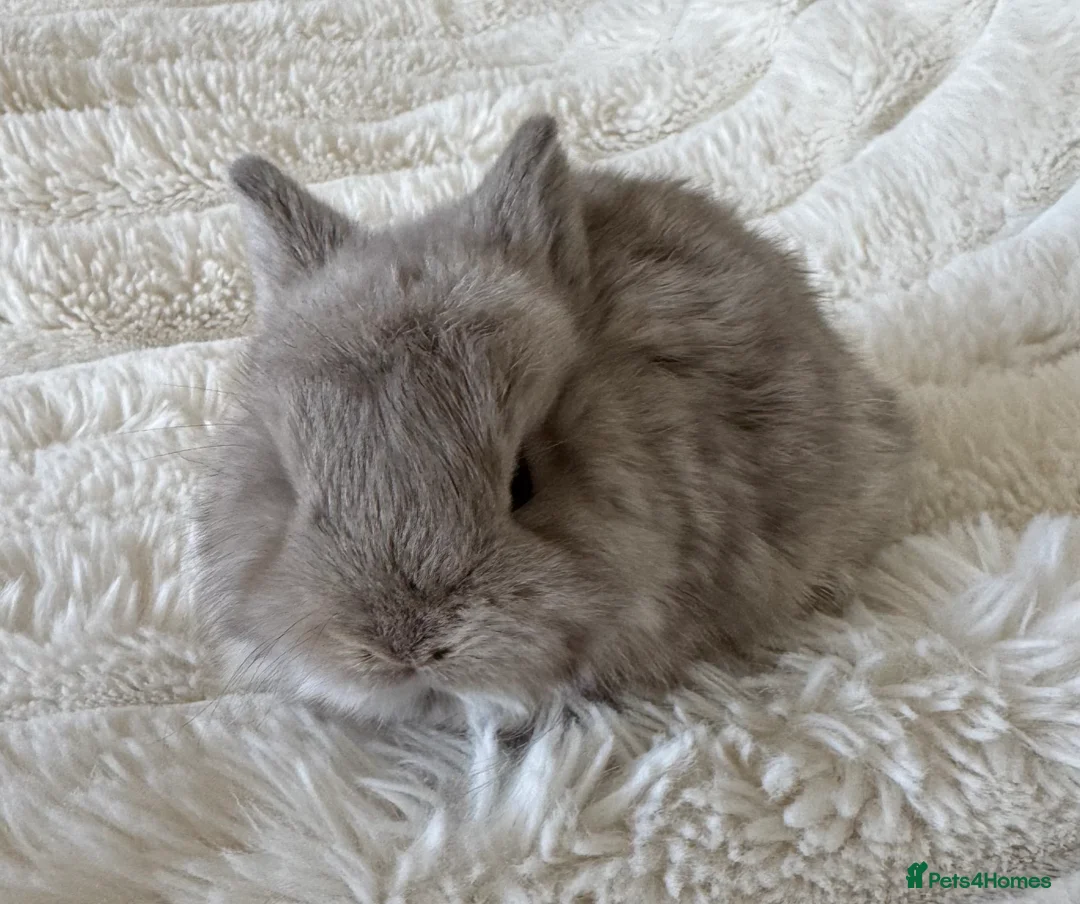 Mixed Breed rabbits for sale: Ready  **  WEEKEND beautiful well handled babies in Sunderland - Advert 2