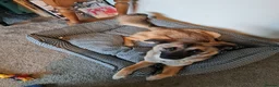 Mixed Breed dogs for adoption: Super sweet Suki in Bude - Advert 9