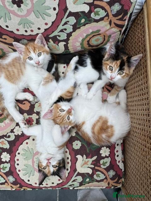 British Longhair cats Two ginger and white male kittens  - Advert 9