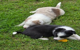 Border Collie dogs for sale: Stunning Blue Merle, Red Merle, Red/Black & White - Image 4