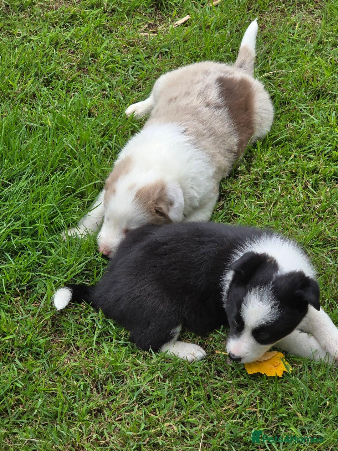 Border Collie dogs for sale: Stunning Blue Merle, Red Merle, Red/Black & White - Image 4