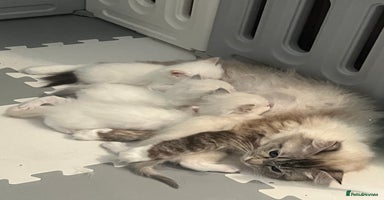 Ragdoll cats in Hook - Advert 10