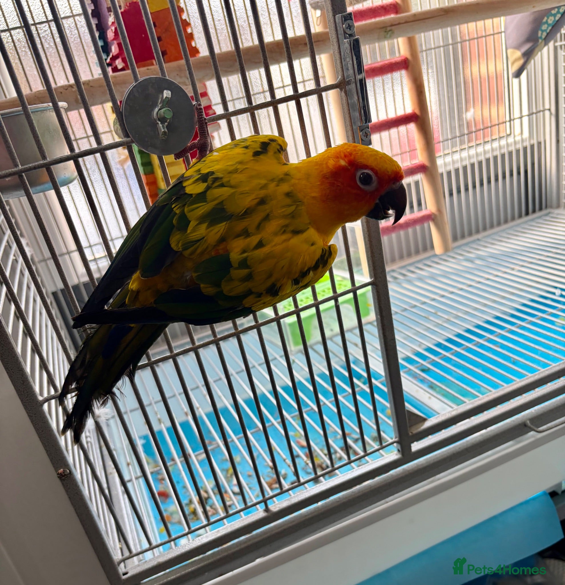 Parrots birds Lovely Tame Sun Conure Male With Full Set Up  - Advert 1
