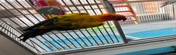 Parrots birds for sale: Lovely Tame Sun Conure Male With Full Set Up  - Advert 1