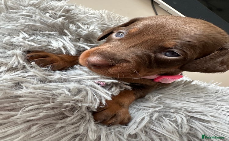 Dachshund dogs - Advert 2