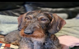 Dachshund dogs for sale: 2 left! standard dachshund puppies ready now! - Image 23