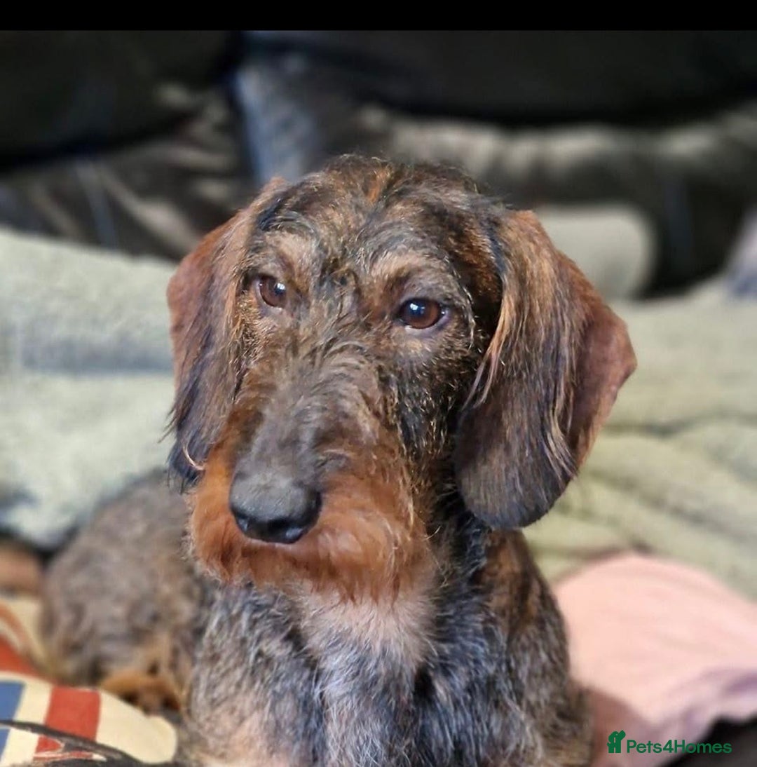 Dachshund dogs for sale: 2 left! standard dachshund puppies ready now! - Image 23