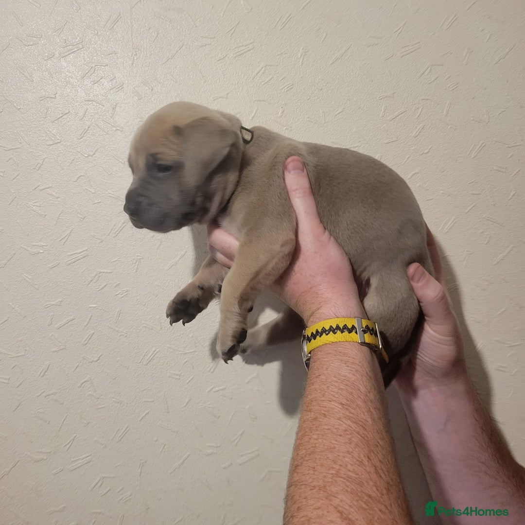 Presa Canario dogs for sale: Stunning litter of Presa Canario Puppies - Image 19