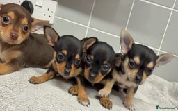 Chihuahua dogs for sale: Beautiful Female Chihuahua Puppies  - Image 1