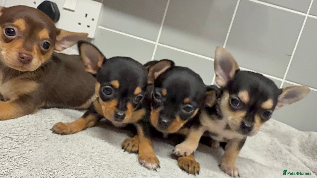 Chihuahua dogs for sale: Beautiful Female Chihuahua Puppies  - Image 1