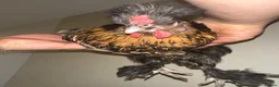 Chickens poultry for sale:     Gold-laced feather pattern - Advert 3