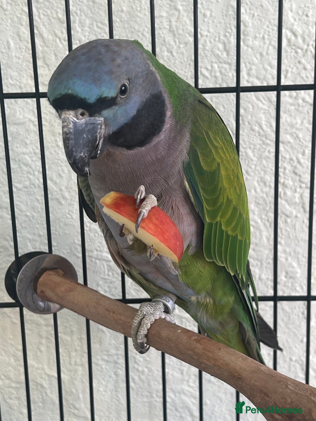 Parrots birds for sale: Lord Derby Parrot - Image 5