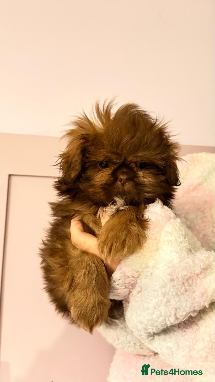 Shih Tzu dogs Chocolate imperial shihtzu puppies READY NOW - Advert 1