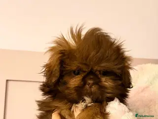 Shih Tzu dogs Chocolate imperial shihtzu puppies READY NOW - Advert 1