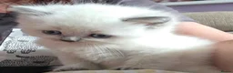 British Shorthair cats for sale: Beautiful Confident and Loving Kittens. - Advert 13