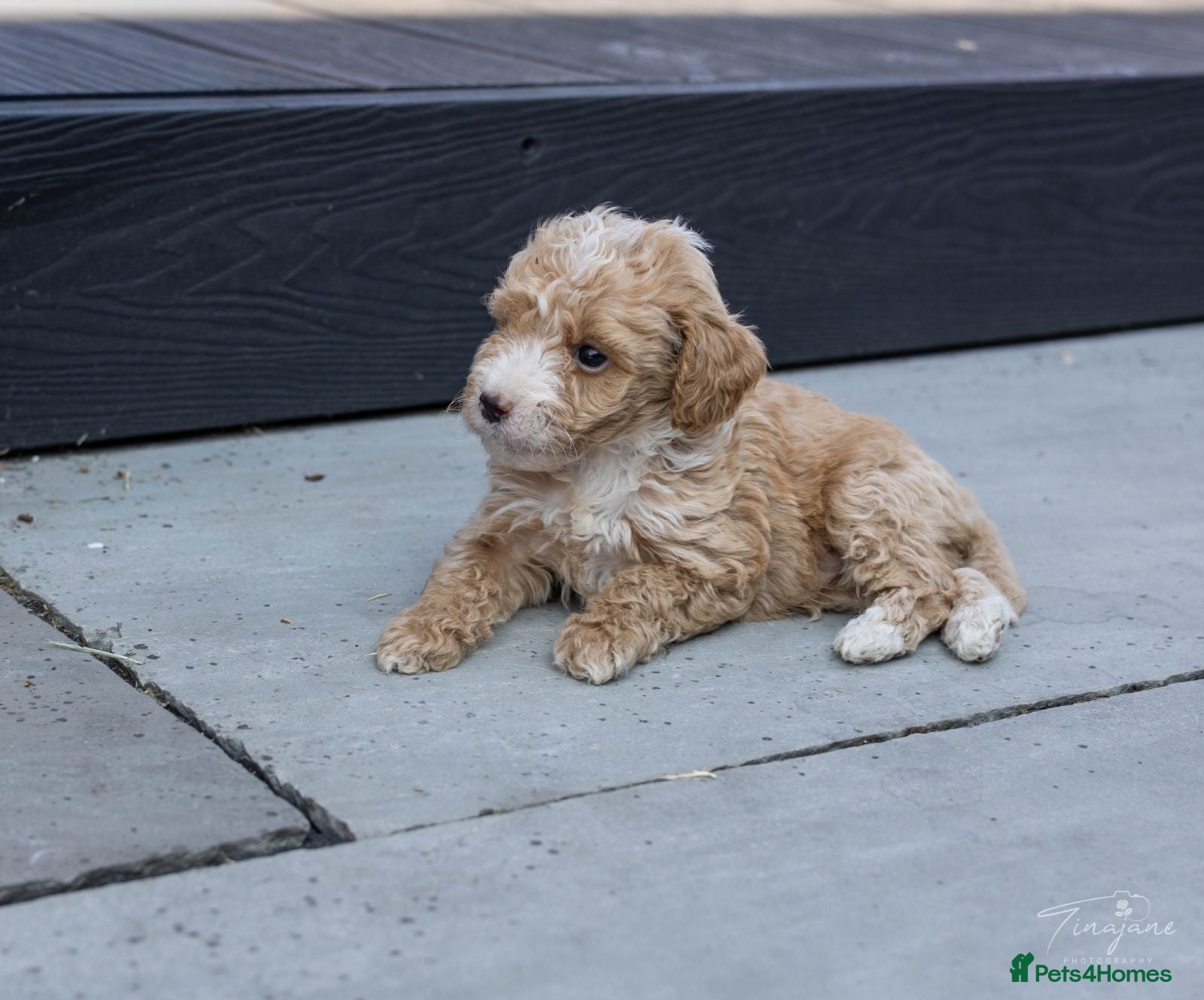 Mini Goldendoodle dogs Miniature Goldendoodles - Advert 2