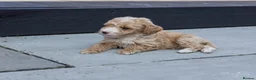 Mini Goldendoodle dogs for sale: Miniature Goldendoodles - Advert 3
