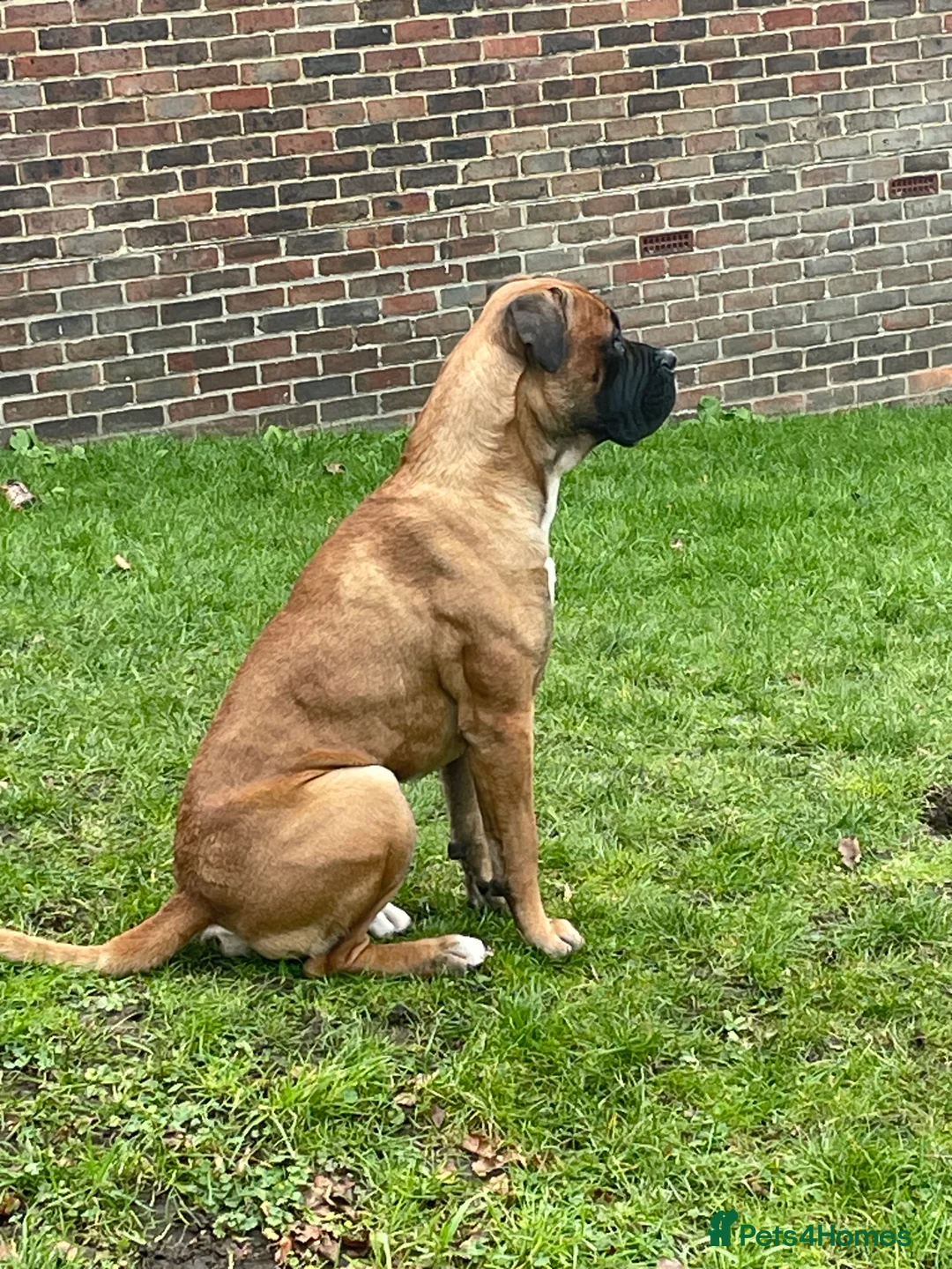 Cane Corso dogs for stud: M cane corso available for stud in London - Advert 3