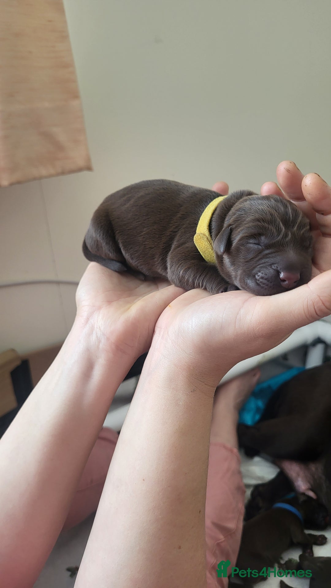 Labrador Retriever dogs for sale: Pedigree Labrador puppies - strong and healthy  - Image 11