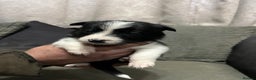 Mixed Breed dogs for sale: Collie pups!  - Advert 8