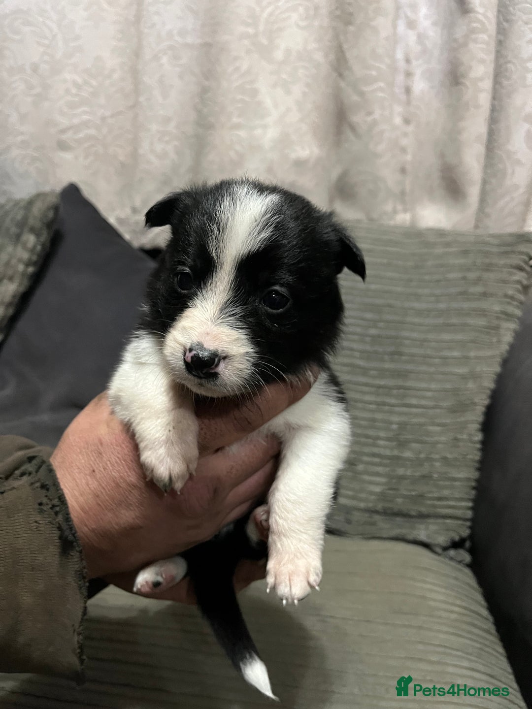 Mixed Breed dogs for sale: Collie pups!  - Advert 8
