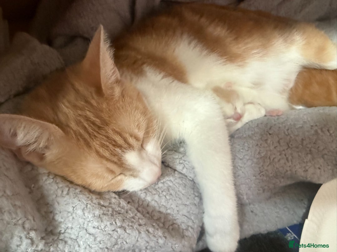 Mixed Breed cats for sale: Adorable kittens looking for a forever home  - Image 7