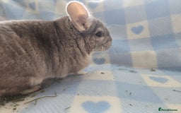 Chinchilla rodents for sale: Young adult and baby chinchillas RPA/RPAC - Image 17