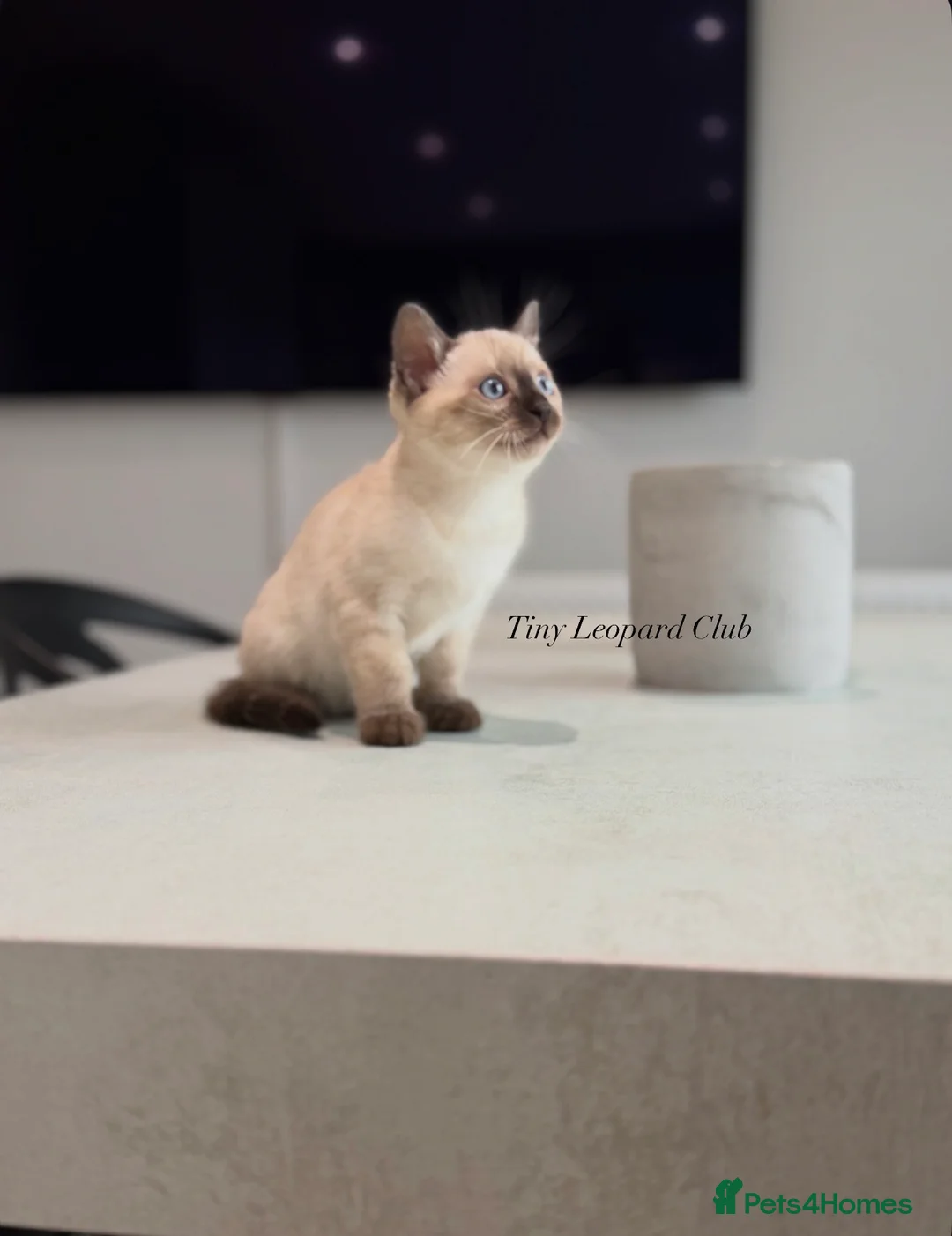 Bengal cats for sale: Rare Pedigree Blue and Silver Bengals - Advert 33