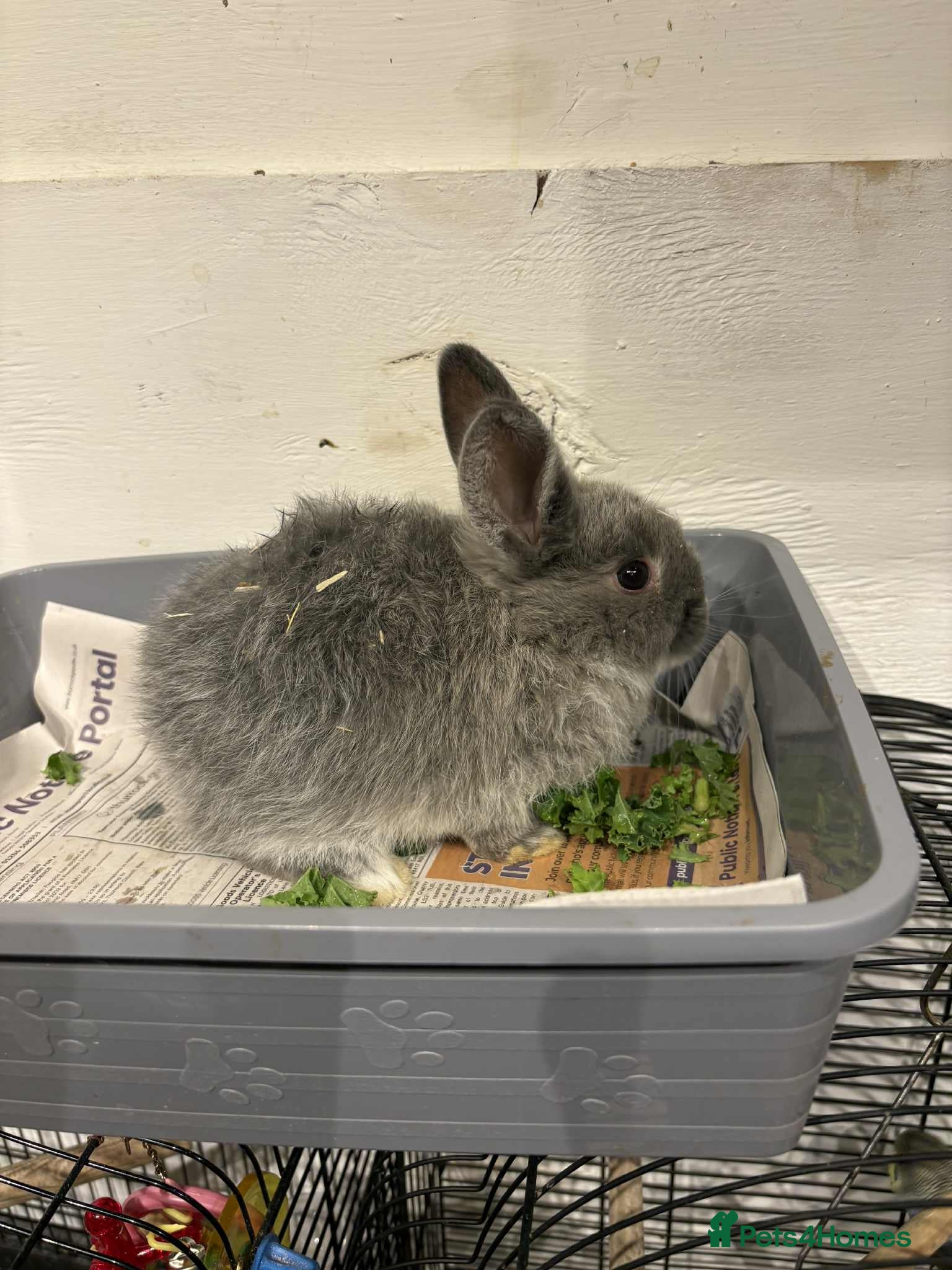 Lionhead rabbits Mini lop babies REDUCED  - Advert 1