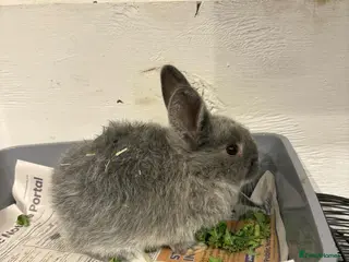 Lionhead rabbits Mini lop babies REDUCED - Advert 1