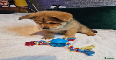 Mixed Breed dogs Chowsky puppies ready to go chow x siberian husky - Advert 6