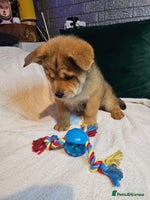 Mixed Breed dogs Chowsky puppies ready to go chow x siberian husky - Advert 9