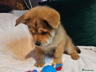 Mixed Breed dogs Chowsky puppies ready to go chow x siberian husky - Advert 3