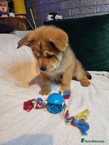 Mixed Breed dogs Chowsky puppies ready to go chow x siberian husky - Advert 2