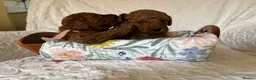 Toy Poodle dogs for sale: *****Stunning Fox Red Toy Poodle puppies***** - Advert 10
