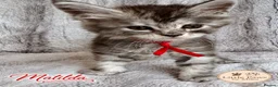 Maine Coon cats for sale: 🌿 THE HERITAGE COLLECTION 🌿 - Advert 12