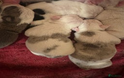 English Bulldog dogs for sale: 🌟 health tested parents 🌟 - Image 35