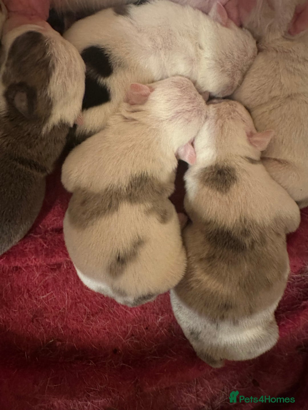 English Bulldog dogs for sale: 🌟 health tested parents 🌟 - Image 35