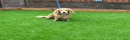 Miniature Dachshund dogs for stud: KING KOBE  CREAM LONG HAIR PROVEN  in Liverpool - Advert 4