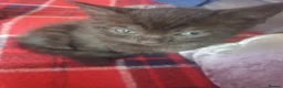 Siamese cats for sale: Siamese/ Ghost tabby  - Advert 2