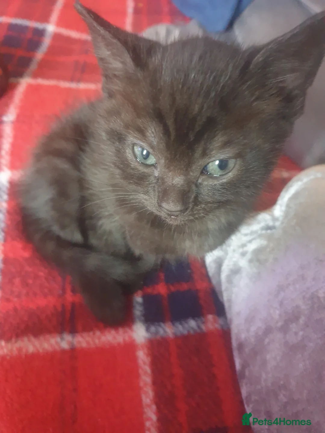 Siamese cats for sale: Siamese/ Ghost tabby  - Advert 2
